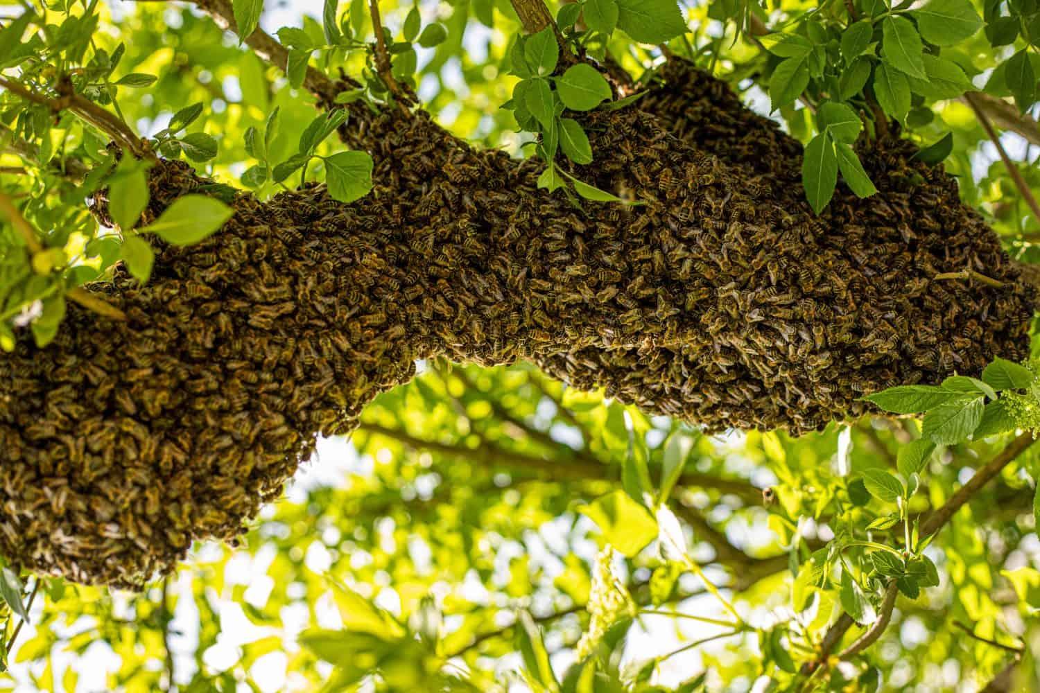 Essaim d'abeilles