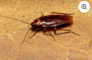 Insectes rampants